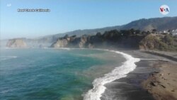 CAMBIO CLIMATICO: Cambio climático provoca invasión de erizos