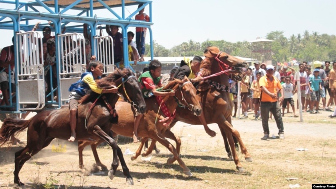 “Sumba Timur Cup 2018” adalah salah satu pacuan kuda yang menampilkan kuda-kuda Sumba terbaik. (Courtesy: Max FM Waingapu) 