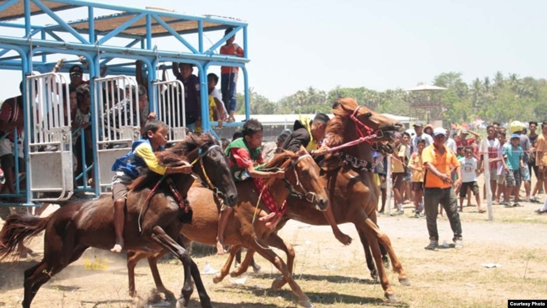 “Sumba Timur Cup 2018” adalah salah satu pacuan kuda yang menampilkan kuda-kuda Sumba terbaik. (Courtesy: Max FM Waingapu) 