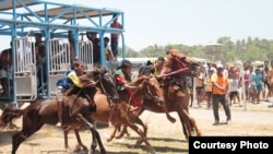 “Sumba Timur Cup 2018” adalah salah satu pacuan kuda yang menampilkan kuda-kuda Sumba terbaik. (Courtesy: Max FM Waingapu) 