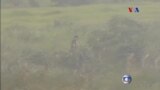 Brasil, motim entre grupos rivais na prisão de Goiânia