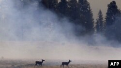 Zjarrfikësit në Arizona po bëjnë përparim për të shuar zjarret