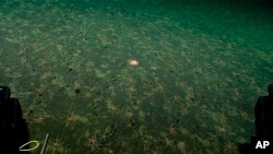 In this photo provided by NOAA Ocean Exploration, a lone sunstar rests among many brittle stars taken from the Okeanos Explorer off the coast of Alaska on July 24, 2023, while exploring the mounds and craters of the sea floor along the Aleutian Islands. (NOAA Ocean Exploration via AP)