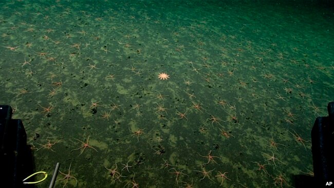 In this photo provided by NOAA Ocean Exploration, a lone sunstar rests among many brittle stars taken from the Okeanos Explorer off the coast of Alaska on July 24, 2023, while exploring the mounds and craters of the sea floor along the Aleutian Islands. (NOAA Ocean Exploration via AP)