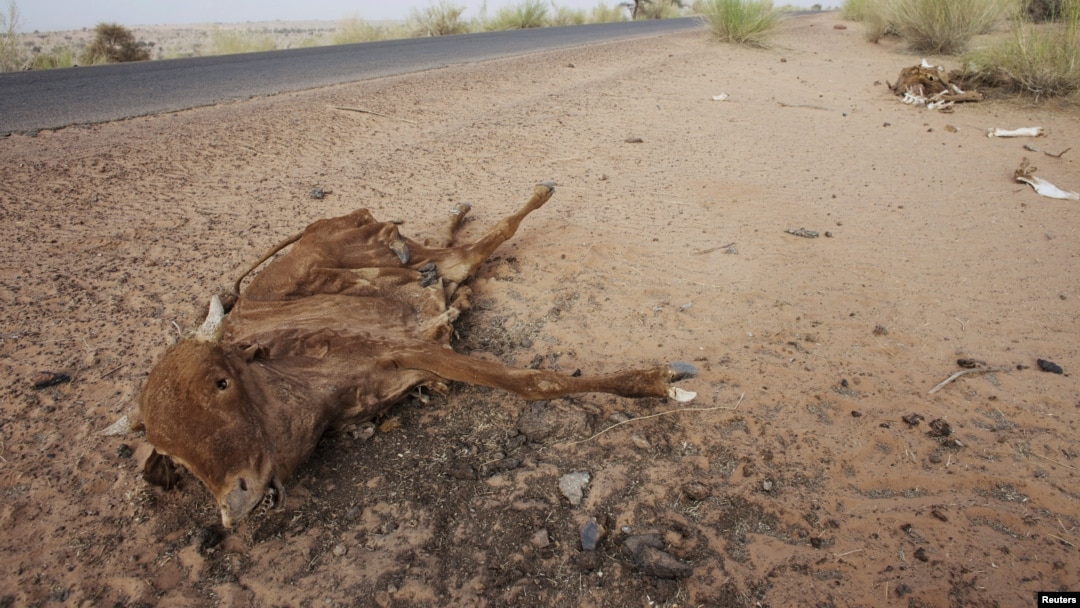 Cattle decompose under the Saharan sun outside the town of Ayoun el Atrous in Mauritania, May 20, 2012.
