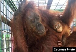 Tim BKSDA Kalteng melakukan penyelamatan dua orangutan (induk dan betina) di Kotawaringin Timur pada 4 September 2019. (Foto: BKSDA Kalteng)