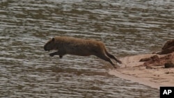 A capybara jumps into the Jaguari dam, which is part of the Cantareira System, responsible for providing water to the Sao Paulo metropolitan area, in Braganca Paulista, Brazil, Wednesday, Aug. 25, 2021. (AP Photo/Andre Penner)
