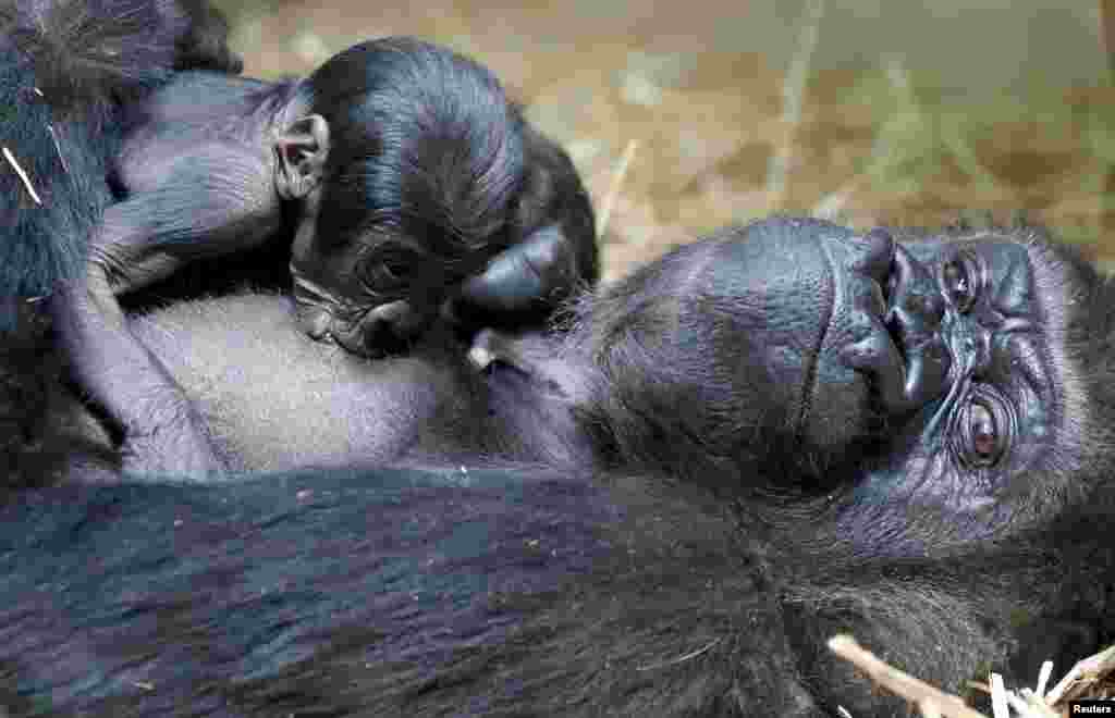 Seekor bayi gorila yang baru lahir terlihat bersama induknya, Mambele, di kebun binatang Antwerpen, Belgia 25 Juni 2020.