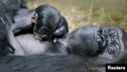 A new born baby Western lowland gorilla is seen with its mother Mambele at the Antwerp zoo in Antwerp, Belgium.