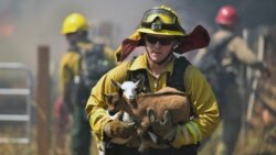 VOA: Cabras Incendio California