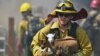 A firefighter rescues goats as flames from a wildfire envelope the area in Lower Lake, Calif.