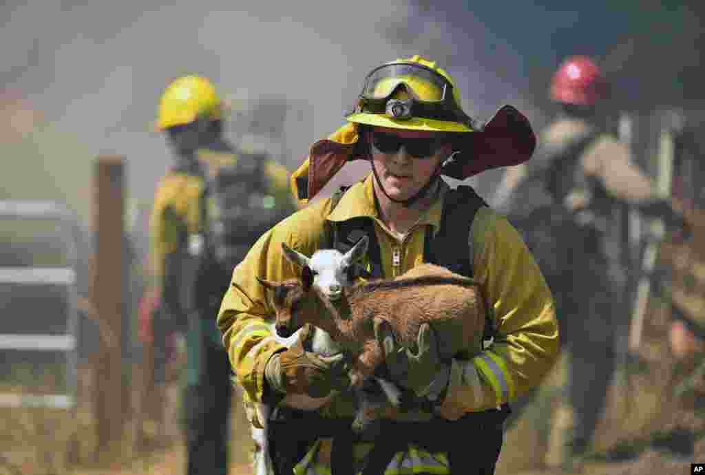 A firefighter rescues goats as flames from a wildfire envelope the area in Lower Lake, Calif.