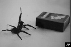 Australia's deadliest spider, the male Funnel Web, in this undated filer is compared in size to a matchbox.