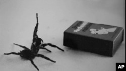 ماچس کی ڈبیا سے کچھ چھوٹی انتہائی زہریلی مکڑی فنل ویب۔ فائل فوٹو