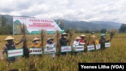 Panen perdana di lahan percontohan (demplot) padi seluas 5.6 hektare di desa Baluase, kecamatan Dolo Selatan, Kabupaten Sigi, Sulawesi Tengah. Rabu, 7 April 2021. (Foto: VOA/Yoanes Litha)