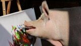 Pigcasso, a rescued pig, paints on a canvas at the Farm Sanctuary in Franschhoek, outside Cape Town, South Africa February 21, 2019. REUTERS/Sumaya Hisham