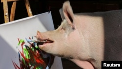 Pigcasso, a rescued pig, paints on a canvas at the Farm Sanctuary in Franschhoek, outside Cape Town, South Africa February 21, 2019. REUTERS/Sumaya Hisham