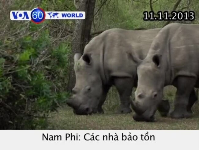 Tẩm độc vào sừng tê giác ngăn chặn nạn săn trộm (VOA60)
