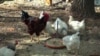 ร้านให้เช่าแม่ไก่ไข่ช่วยให้คนอเมริกันในเขตเมืองได้ทดลองเลี้ยงไก่หลังบ้าน