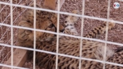 CULTURA: Intensificación frenar trafico de guepardos