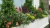 How to Make a Window Box Garden