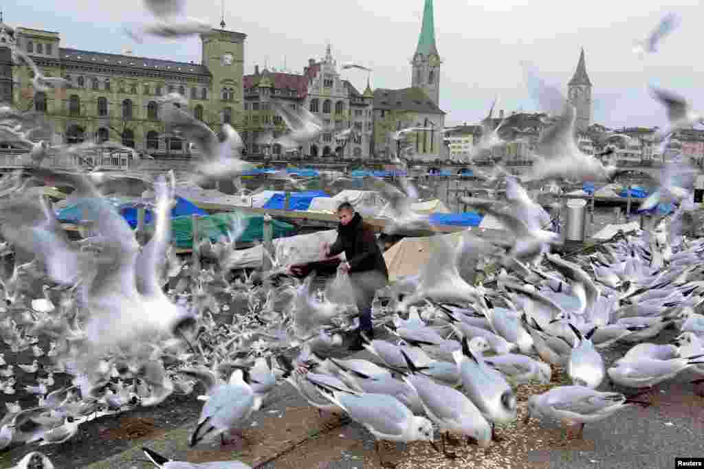 A woman feeds birds on the banks of the Limmat river in Zurich, Switzerland.