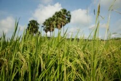 A rice field in Peamro Commune, Prey Veng province, Cambodia, on July 23, 2020. (Aun Chhengpor/VOA Khmer)