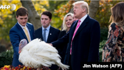 El presidente Donald Trump perdona a un pavo durante la Ceremonia Nacional de Perdón de Acción de Gracias en el jardín rosado de la Casa Blanca, el 21 de noviembre de 2017, en Washington.