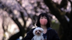 Una joven pasea protegida con una máscara en uno de los parques donde suelen haber miles de turistas apreciando la floración de los cerezos en Japón.