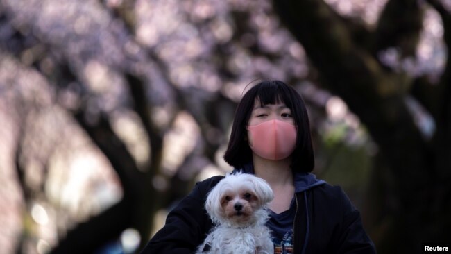 Una joven pasea protegida con una máscara en uno de los parques donde suelen haber miles de turistas apreciando la floración de los cerezos en Japón.