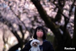 Seorang perempuan tampak mengenakan masker ketika berjalan sambil membawa anjingnya menikmati bunga sakura yang bermekaran di Prefektur Saitama, Jepang, pada 6 Maret 2020. (Foto: Reuters/Athit Perawongmetha)