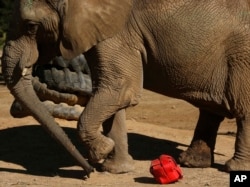 FILE -- In this Tuesday, June 19, 2018, file photo Lammie, an elephant at the Johannesburg Zoo, kicks around a ball made of plastic hose piping. (AP Photo/Denis Farrell, File)