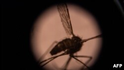 Esta fotografía ilustrativa tomada el 22 de agosto de 2019 muestra un mosquito visto a través de un microscopio en el laboratorio de entomología del Centro Nacional de Investigación y Capacitación sobre la Malaria (CNRFP), Burkina Faso.