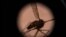 Esta fotografía ilustrativa tomada el 22 de agosto de 2019 muestra un mosquito visto a través de un microscopio en el laboratorio de entomología del Centro Nacional de Investigación y Capacitación sobre la Malaria (CNRFP), Burkina Faso.