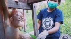 Bayi orangutan bernama Vida yang kehilangan induknya (foto courtesy: OFI).