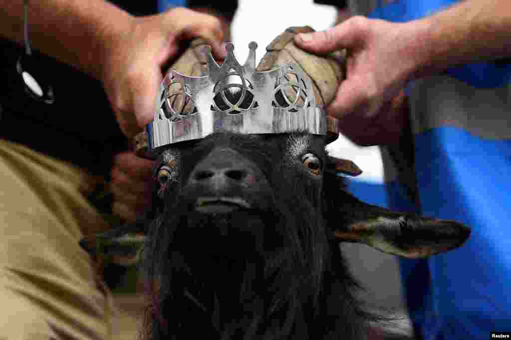 A crown is put on the head of a wild goat as it is crowned King Puck and will be held on a platform above the town for three days in Killorglin, Ireland.