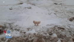 نجات سگ گرفتار از سوی سرنشینان کشتی یخ شکن