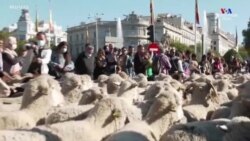 Մադրիդի կենտրոնը կիրակի օրը լցվել էր ոչխարների ձայնով