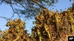 Locusts swarm on a tree south of Lodwar town in Turkana county, northern Kenya, June 23, 2020. 