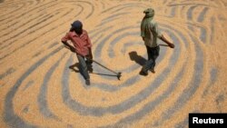 FILE - Workers spread maize crop for drying at a wholesale grain market in the northern Indian city of Chandigarh, June 12, 2012. 