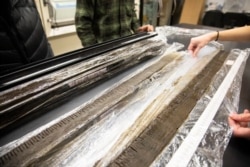 University of Montana researchers examine lake sediment cores from subalpine forests in the Rocky Mountains. Each core is sliced into sections, and variation in charcoal within the core is used to reconstruct past wildfires. (University of Montana)