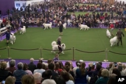 Great Pyrenees compete for best in breed during the 141st Westminster Kennel Club Dog Show, Feb. 14, 2017, in New York.