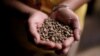 Coffee Conquers Conflict for Business-savvy Farmers in the Philippines