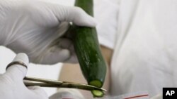 Samples are taken from a cucumber for a molecular biological test in Brno, Czech Republic on Wednesday, June 1, 2011.