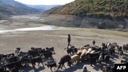 FILE - A shepherd leads his herd in the almost dried Doueisat dam outside the town of al-Diriyah in Syria's northern Idlib province, Nov. 9, 2021.