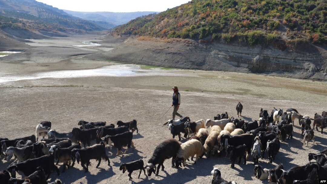 FILE - A shepherd leads his herd in the almost dried Doueisat dam outside the town of al-Diriyah in Syria's northern Idlib province, Nov. 9, 2021.