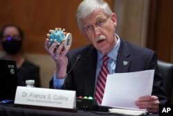 NIH Director Dr. Francis Collins holds up a model of the coronavirus as he testifies before a Senate Appropriations Subcommittee Capitol Hill in Washington, May 26, 2021.