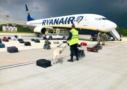 FILE - Security use a sniffer dog to check the luggage of passengers on the Ryanair plane, carrying opposition figure Raman Pratasevich, in Minsk International airport, May 23, 2021, in this photo provided by ONLINER.BY.