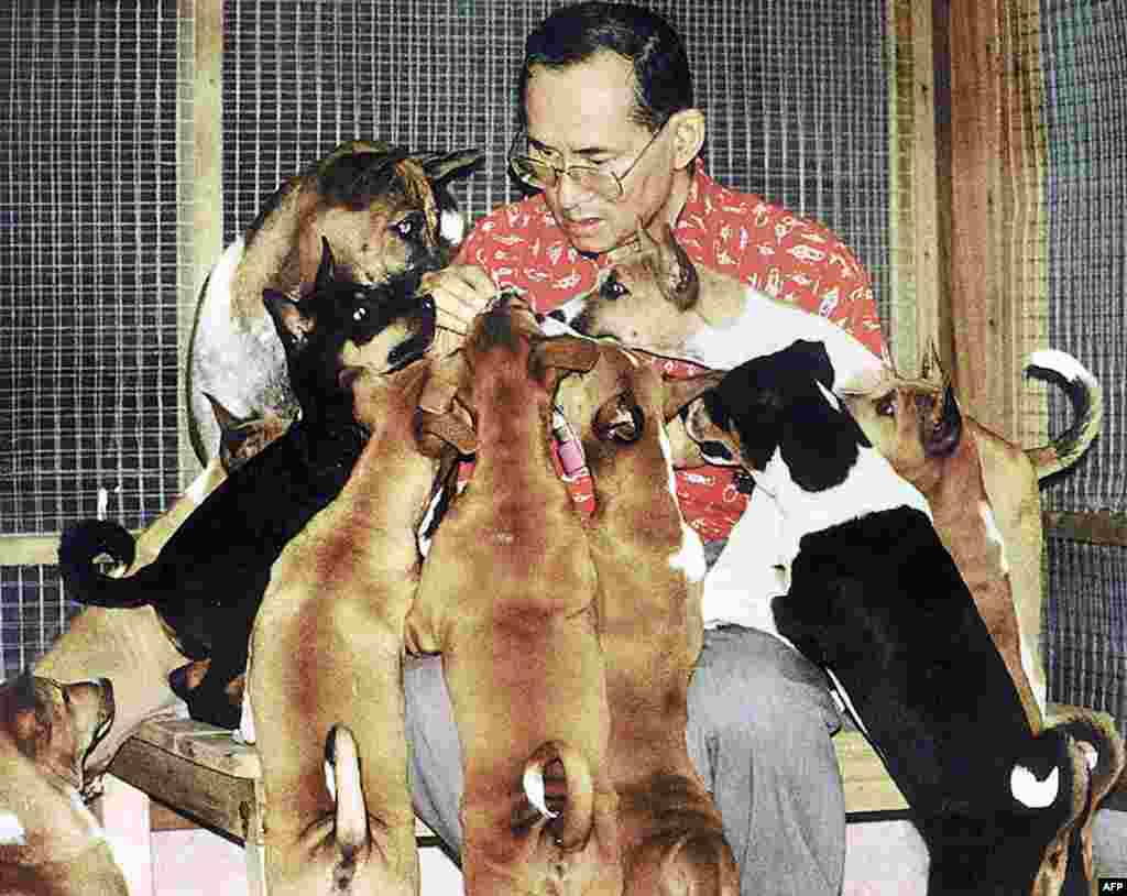 Raja Bhumibol Adulyadej dan anjing-anjingnya di Istana di Bangkok, 2002. Bhumibol yang dicintai rakyatnya ini menaruh perhatian pada perawatan anjing-anjing liar di Thailand, dan menulis cerita berjudul &quot;Thongdaeng&quot; (Tembaga) mengenai anak anjing yang dikirim ke Istana.
