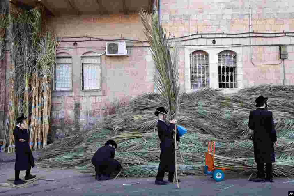 Ultra-Orthodox Jews buy palm fronds to build a Sukkah, ahead of the upcoming Jewish holiday of Sukkot in the Orthodox Jewish neighborhood of Mea Shearim in Jerusalem.